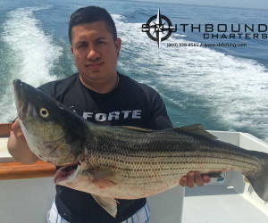 Big Striper caught on Southbound Charters