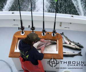 Filleting fresh caught striped bass on Southbound Charters