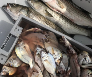 A grat mixed bag of Porgy and Striped Bass aboard Southbound Fishing Charters out of Waterford, CT