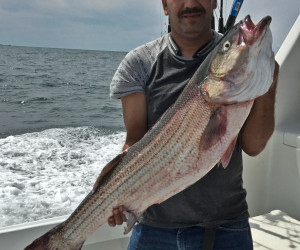 Big stripers getting landed with Southbound Fishing Charters out of Waterford, CT